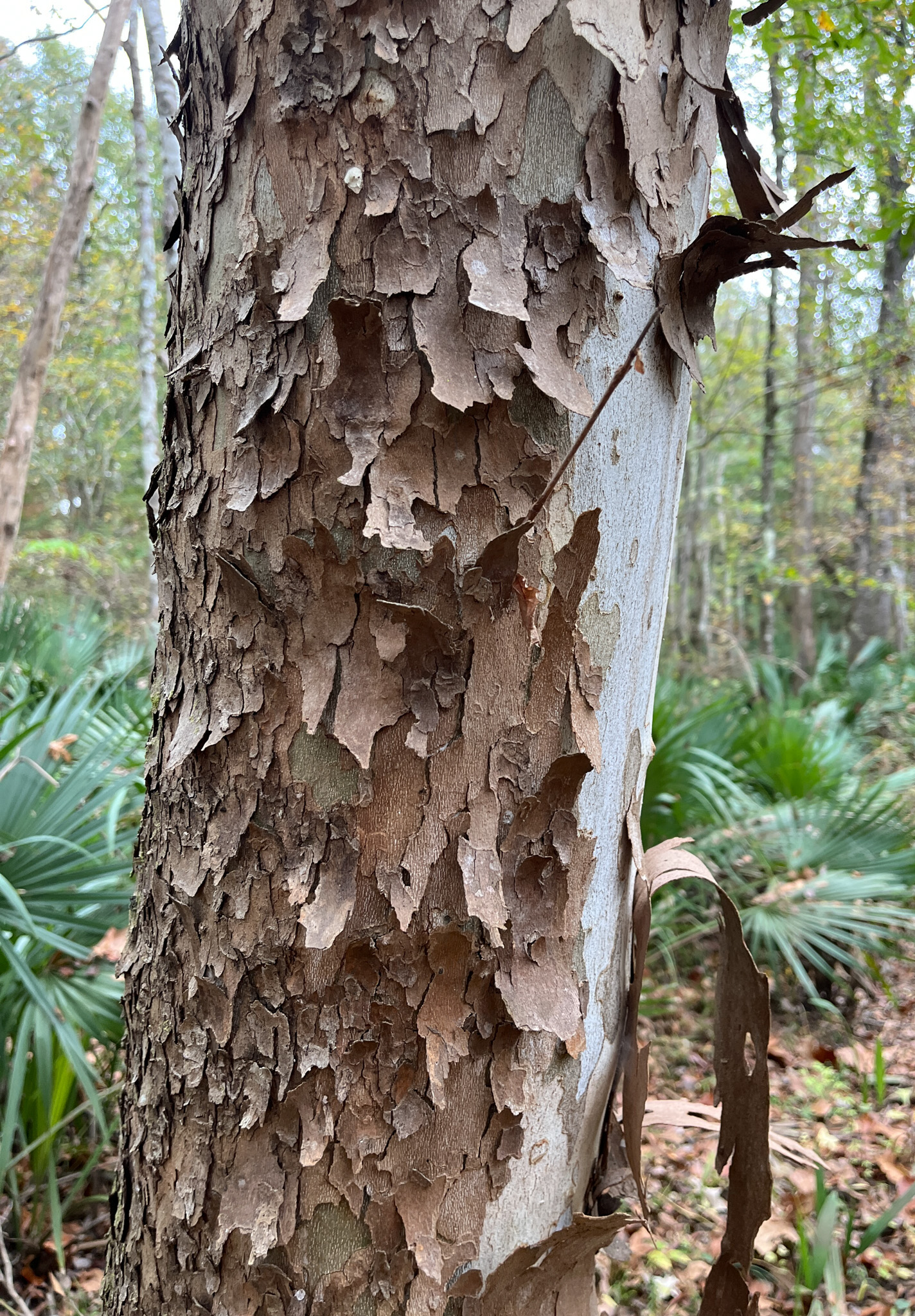 Shaggy Tree on Mound Island