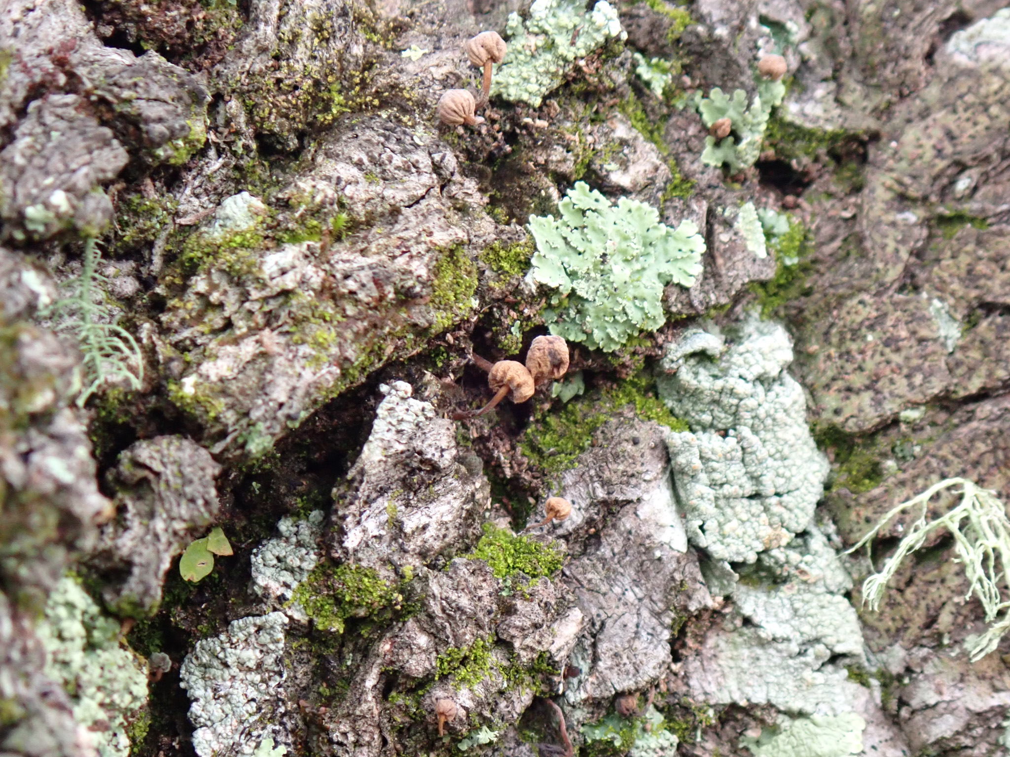 Dried on tree overnight