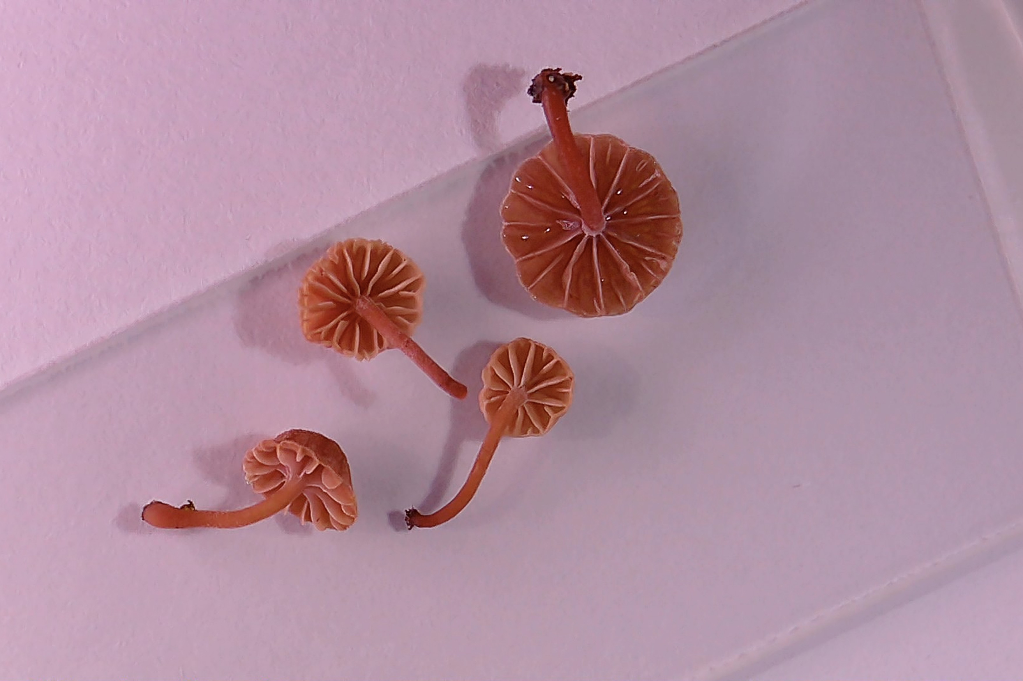 Orange hue is overdone in this Tomlov photobooth image