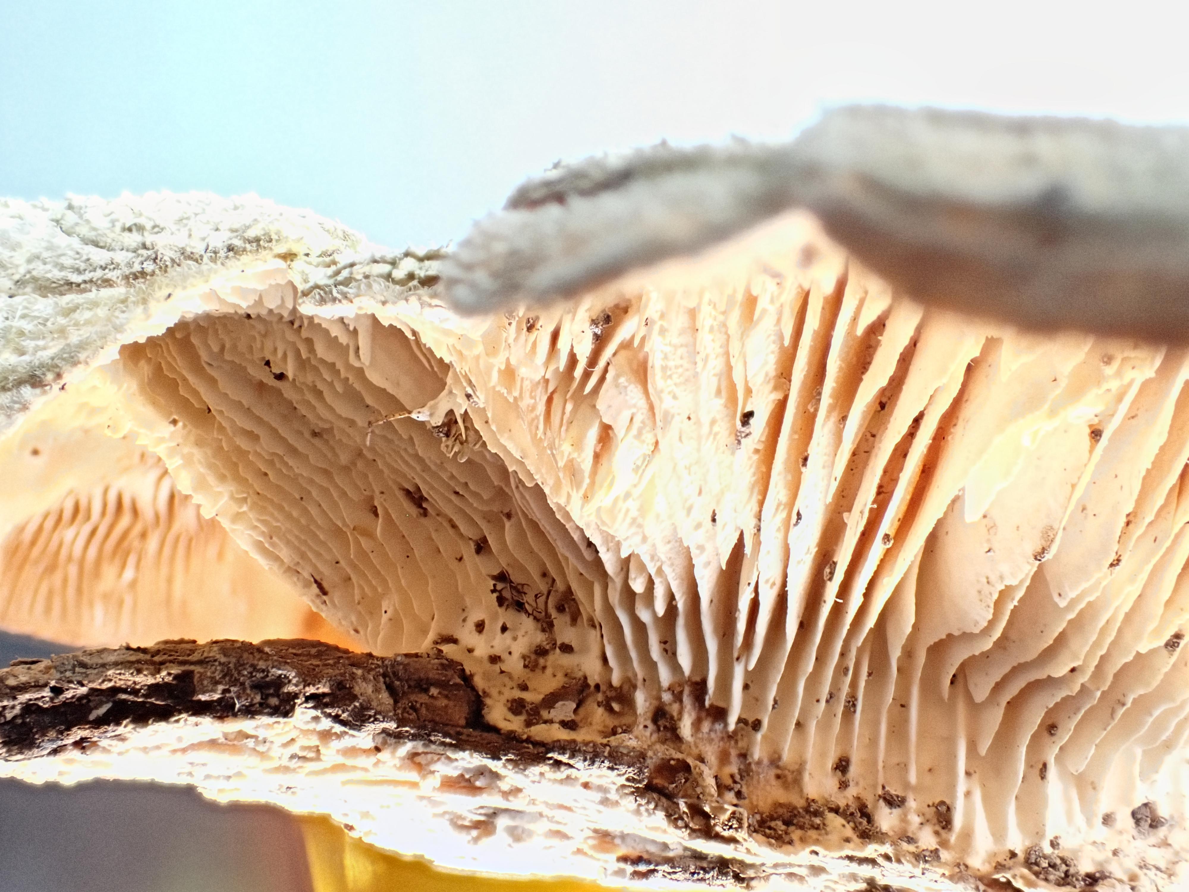 Attachment to wood substrate