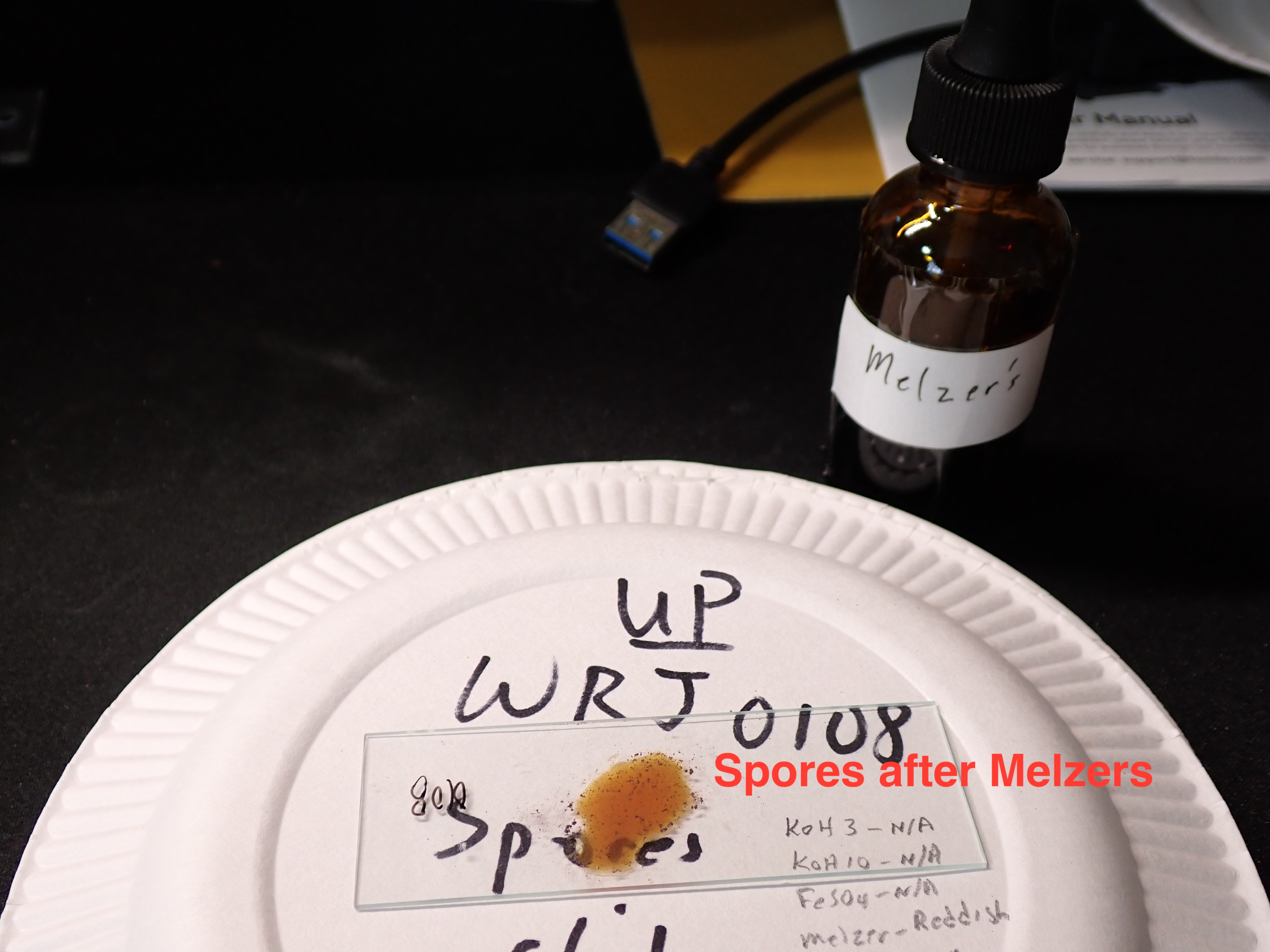 Spores on slide after Melzers