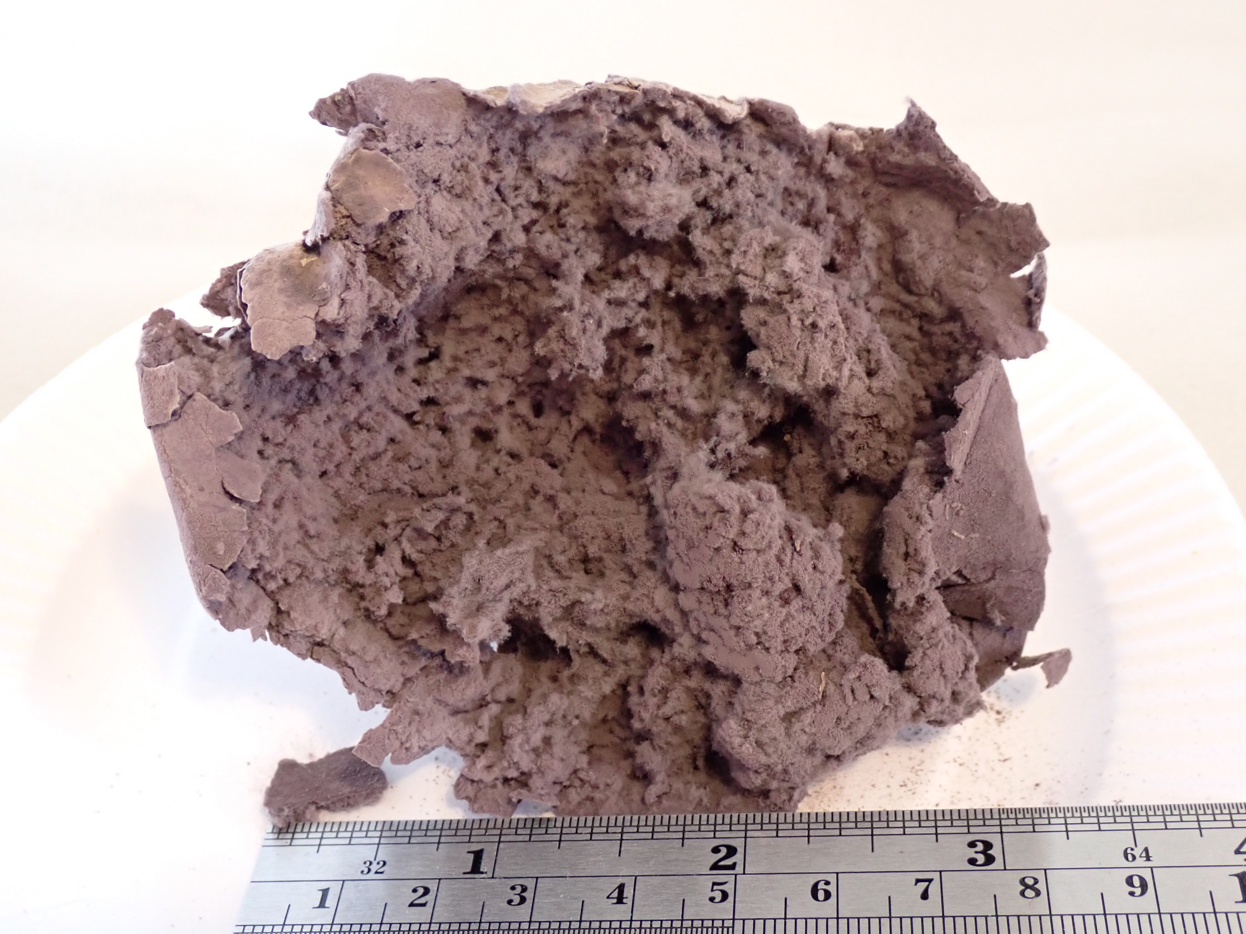 Bottom view with ruler