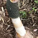 Whole Fungus