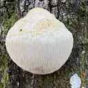 Whole Fungus