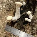 Whole Fungus