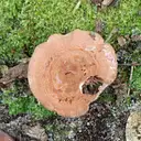 Whole Fungus